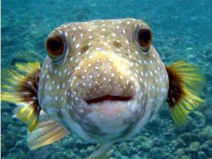 ���඾�����ģ����඾����ʲô����