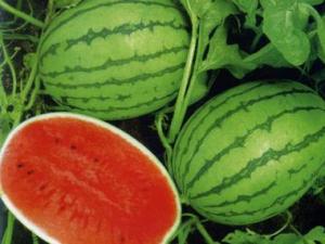 吃西瓜會(huì)上火嗎?吃西瓜會(huì)發(fā)胖嗎