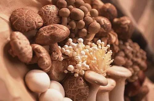 ɭ���е���ζ����ʳ�þ��