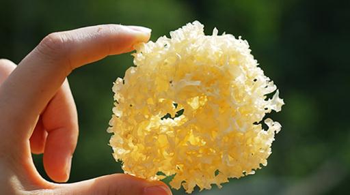 銀耳一般泡幾個小時為好 銀耳長時間泡發好不好