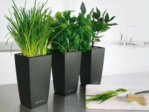 家居植物風水的禁忌-臥室植物風水知識