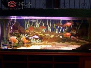 風(fēng)水魚有哪些？風(fēng)水魚缸擺放位置