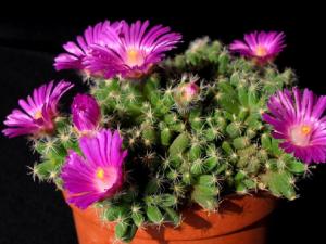 紫晃星的風水學應(yīng)用-紫晃星的養(yǎng)殖方法