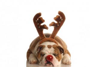 鼻子紅怎么辦?鼻子紅是什么原因?