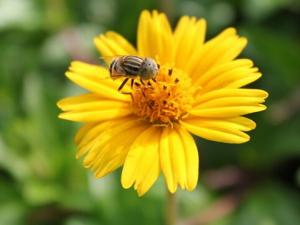 花粉過敏怎么辦？如何有效的預防花粉過敏