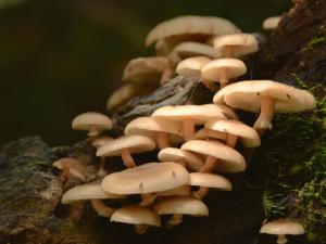 產婦可以吃蘑菇嗎？產婦吃蘑菇的做法