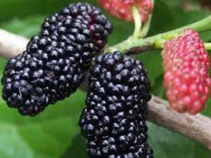 產婦可以吃桑葚嗎？產婦吃桑葚有什么好處