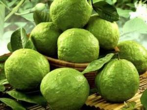 產(chǎn)婦能吃番石榴嗎？產(chǎn)婦吃番石榴的做法