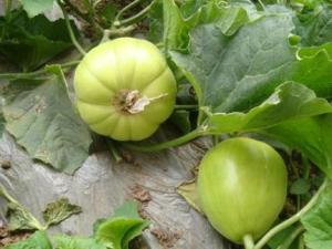 產婦能吃香瓜嗎？產婦吃香瓜的食用禁忌