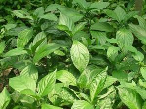 哺乳期能喝板藍(lán)根嗎?板藍(lán)根的功效與作用