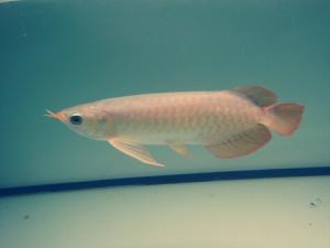 魚刺卡喉嚨怎么辦？魚刺卡喉嚨的處理方法