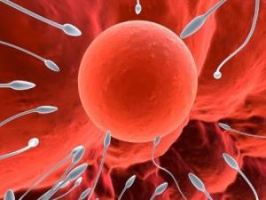 精子弱能生男孩嗎？什么樣的精子能生男孩