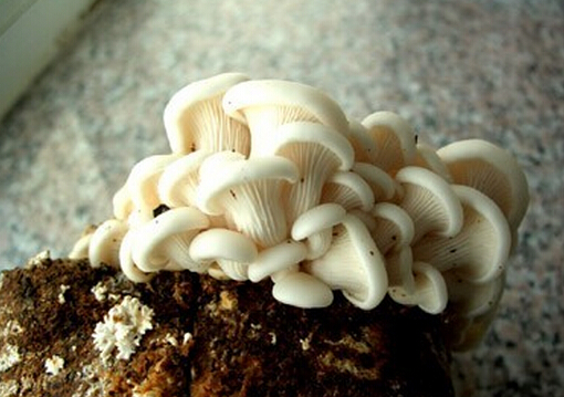 ��κ��������-��κ���Ĺ�Ч�c����