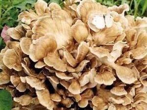 栗蘑的做法-栗蘑的功效與作用