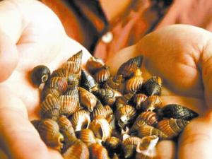 織紋螺怎么做?織紋螺的簡(jiǎn)介-織紋螺的做法