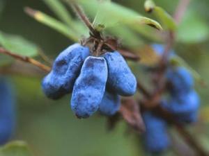 藍靛果怎么吃?吃藍靛果的注意事項