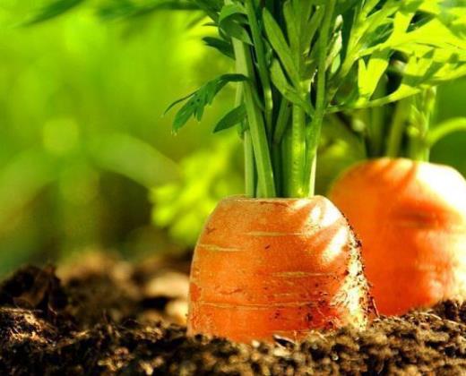 ���}��֭�����ĺ�߀����ĺ������}��֭�ӟ���ƉĠI�B��