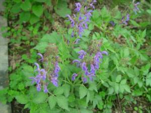 什么是丹參？丹參的作用與功效