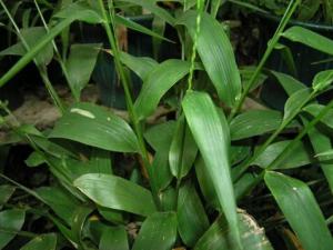 淡竹葉的功效與作用-淡竹葉食用要注意什么