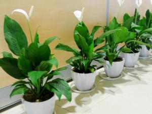 有孕婦能養(yǎng)一帆風(fēng)順花嗎？一帆風(fēng)順花有毒嗎