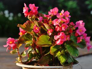 海棠花有毒嗎？家里有孕婦能養(yǎng)海棠花嗎？