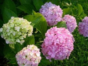 家里有孕婦能養繡球花嗎？繡球花有毒嗎？