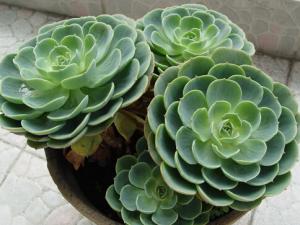 家里有寶寶能養(yǎng)觀音蓮嗎?觀音蓮的養(yǎng)殖方法