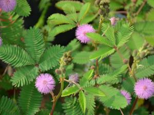 家里有寶寶能養(yǎng)含羞草嗎?含羞草有毒嗎?