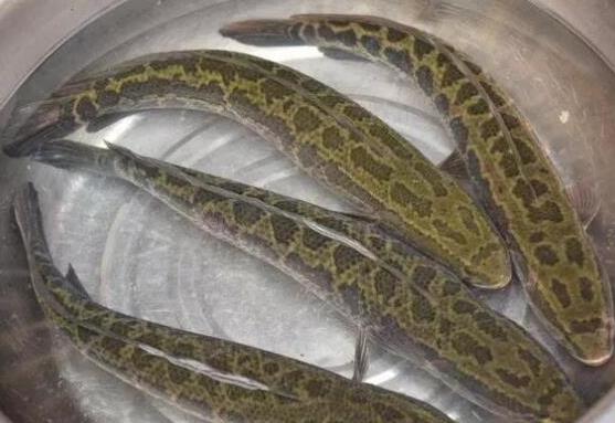 中國最常吃的十種淡水魚,草魚能開胃滋補、鯖魚魚肉堅實