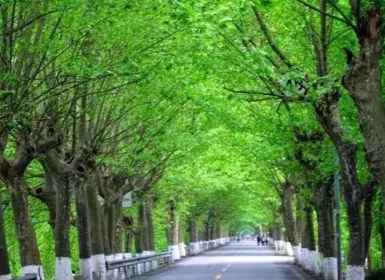 中國十大行道樹排行榜,懸鈴木有效應(yīng)對空氣污染、榆樹抗風(fēng)能力強(qiáng)
