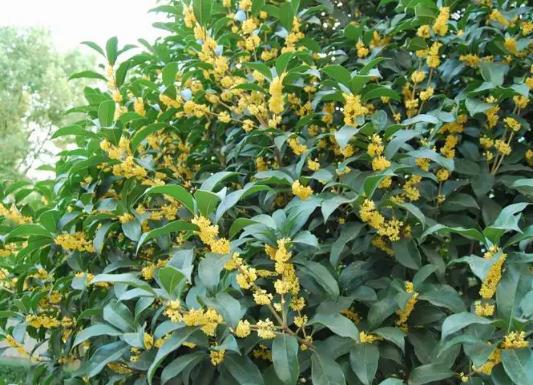 中國十大行道樹排行榜,懸鈴木有效應(yīng)對空氣污染、榆樹抗風(fēng)能力強(qiáng)