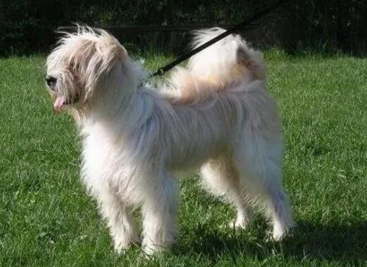 十大頂級梗類犬排名,約克夏梗調皮可愛、杰克羅素梗精力旺盛