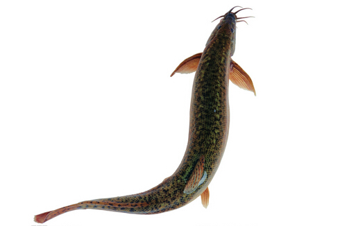 ���~�ĠI�B�rֵ�c��Ч-���~���m����Ⱥ