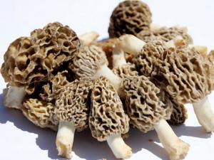 羊肚蘑的種植技術-羊肚蘑的功效與作用