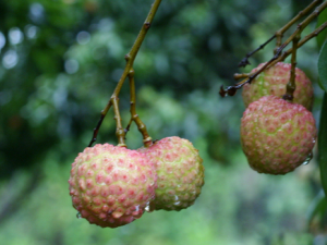 荔枝的營養(yǎng)價(jià)值-荔枝吃多了會(huì)怎么樣?
