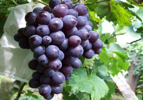 õ�������ѵķNֲ���g-õ�������ѵĹ�Ч�c����