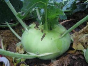 蔓菁有什么功效？蔓菁的營養價值及作用