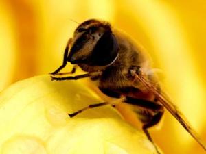 蜂王漿有副作用嗎？蜂王漿的副作用