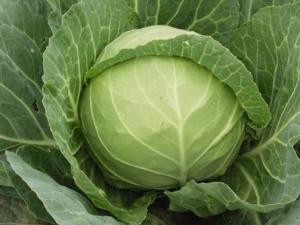 經常吃甘藍有什么好處？甘藍的功效與作用