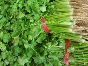 香菜的功效與作用，香菜的副作用，吃香菜殺精or壯陽