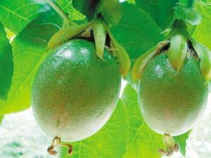 雞蛋果有什么功效?雞蛋果的營養價值