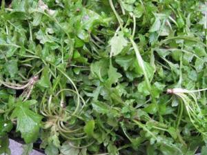 薺菜的營養(yǎng)價值，薺菜的功效，薺菜的作用