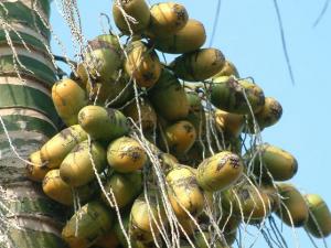 吃檳榔的好處，檳榔的功效，檳榔的作用