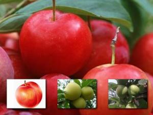 吃李子有什么好處?李子的功效與作用及營養價值