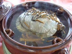 喝甲魚血能治陽痿嗎?吃甲魚血的好處