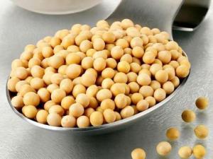 常吃黃豆有什么好處?黃豆的營養價值、功效與作用