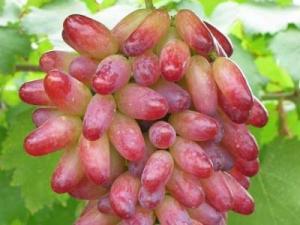 提子皮可以吃嗎?提子皮的功效與作用