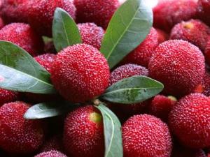 吃楊梅的營養價值、功效與作用、食用禁忌