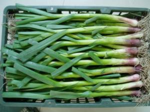 蒜苗怎么做好吃？蒜苗的營養價值、功效與作用