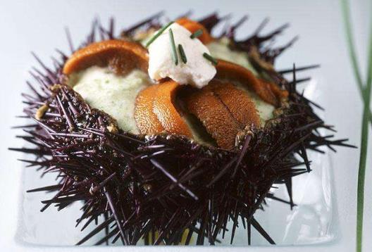 海膽的營養價值-海膽的種類有哪些?